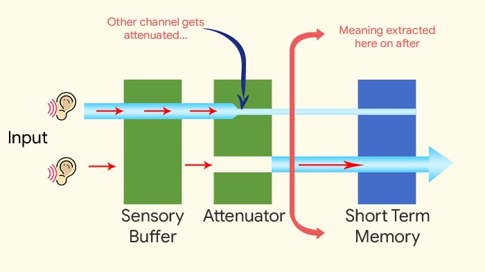 Selective-attention-Treisman's-Attenuation-Theory